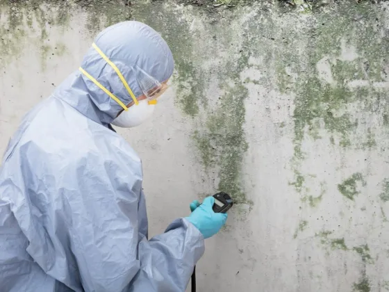 featured image - 4 Tips for Finding Pros to Deal with Your Mold Problems in Los Angeles