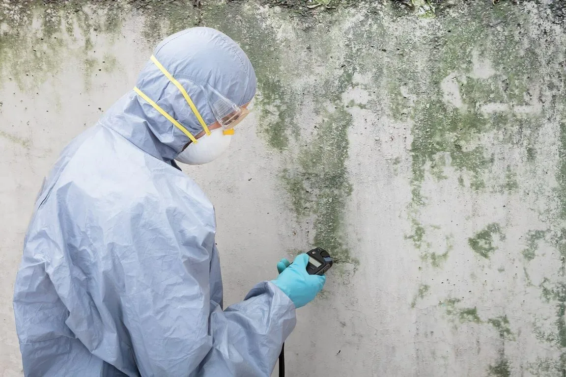 featured image - 4 Tips for Finding Pros to Deal with Your Mold Problems in Los Angeles