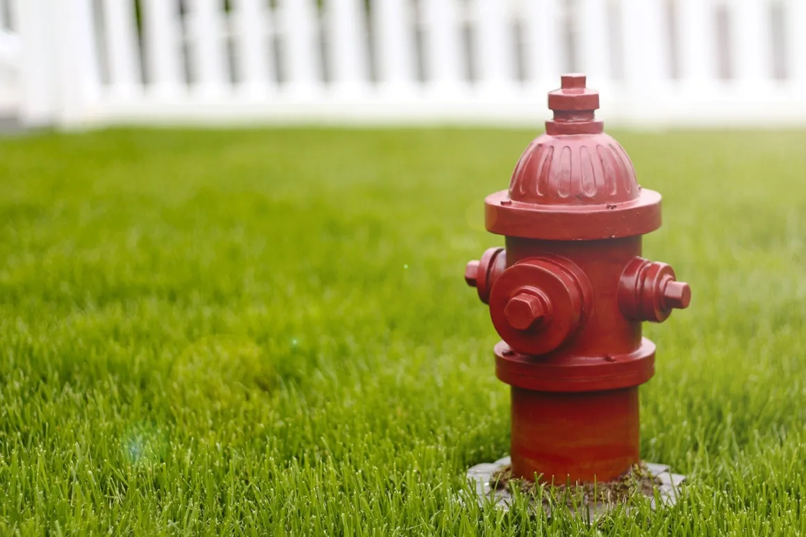 featured image - 6 Ways to Protect Your Lawn This Summer