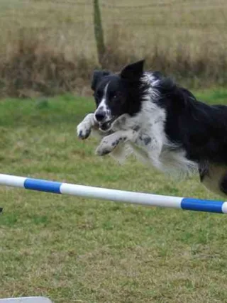 featured image - Can You Send Your Dog Away to be Trained