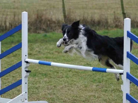 featured image - Can You Send Your Dog Away to be Trained