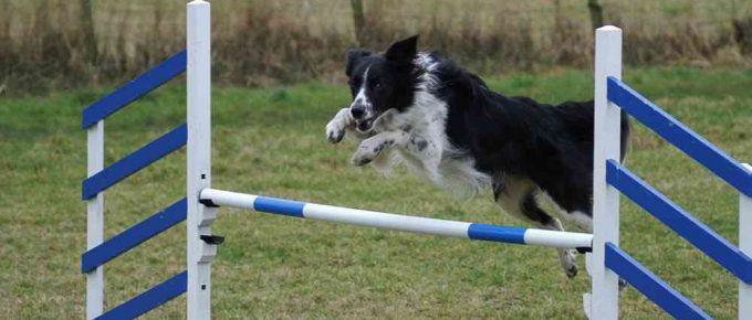Can You Send Your Dog Away to be Trained?