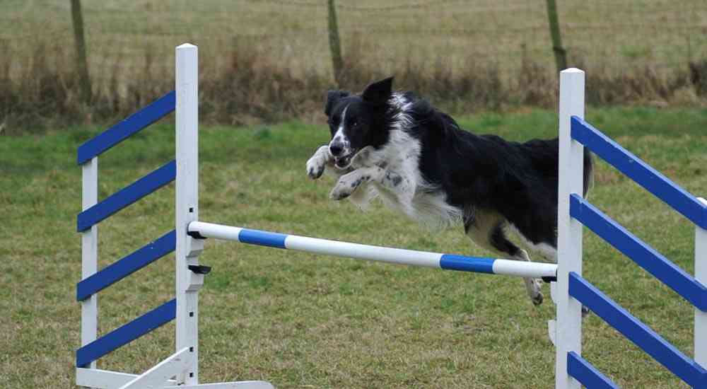 Can You Send Your Dog Away to be Trained image - Can You Send Your Dog Away to be Trained