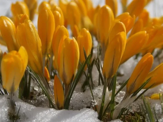 featured image - How to Protect Plants from Snow Damage