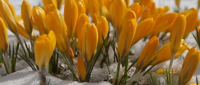How to Protect Plants from Snow Damage
