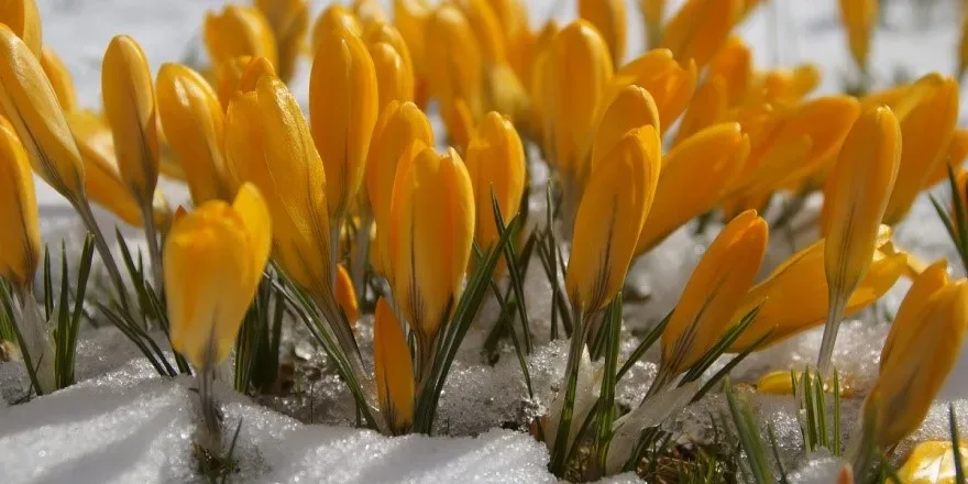 featured image - How to Protect Plants from Snow Damage
