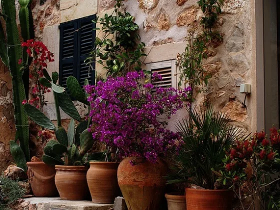 featured image - The Fundamental Guide to Decorating your Home with Planters