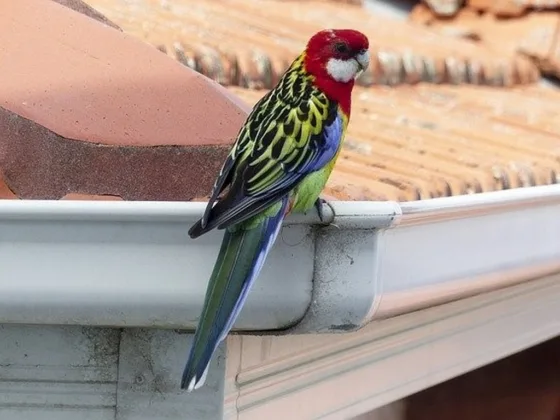 featured image - The Importance of Having Gutter Cleaner Systems in Portland, Oregon