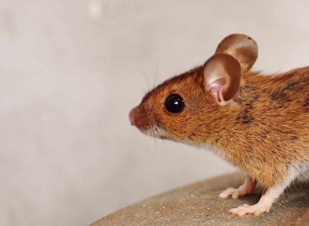 Tips For the Perfect Lawn - How to Deal with Voles image - Tips For the Perfect Lawn - How to Deal with Voles