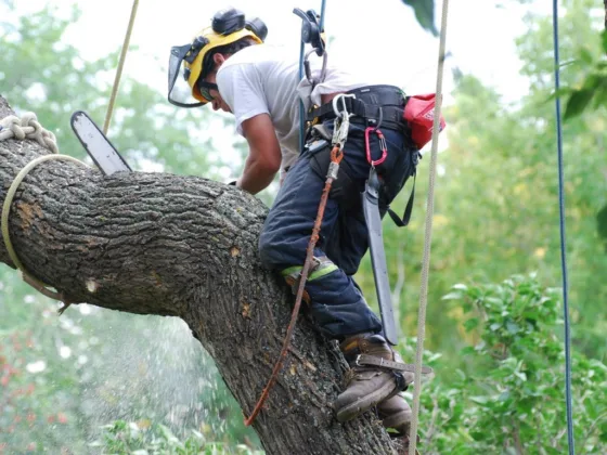featured image - Why Look for a Tree Removal Service Professional for Dangerous Tree