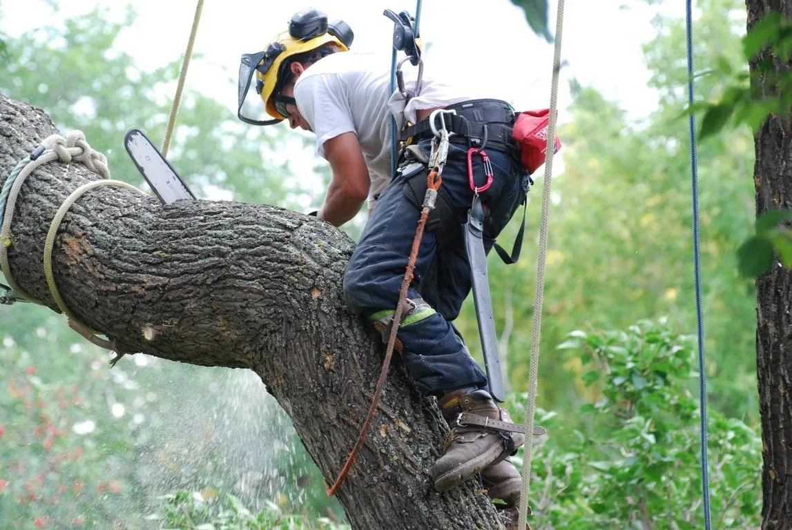 featured image - Why Look for a Tree Removal Service Professional for Dangerous Tree