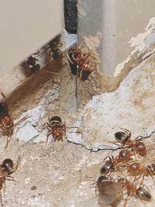 featured image - Do it yourself Home Pest Control