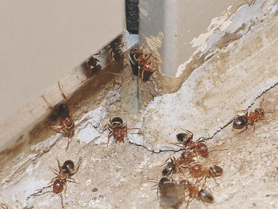 featured image - Do it yourself Home Pest Control