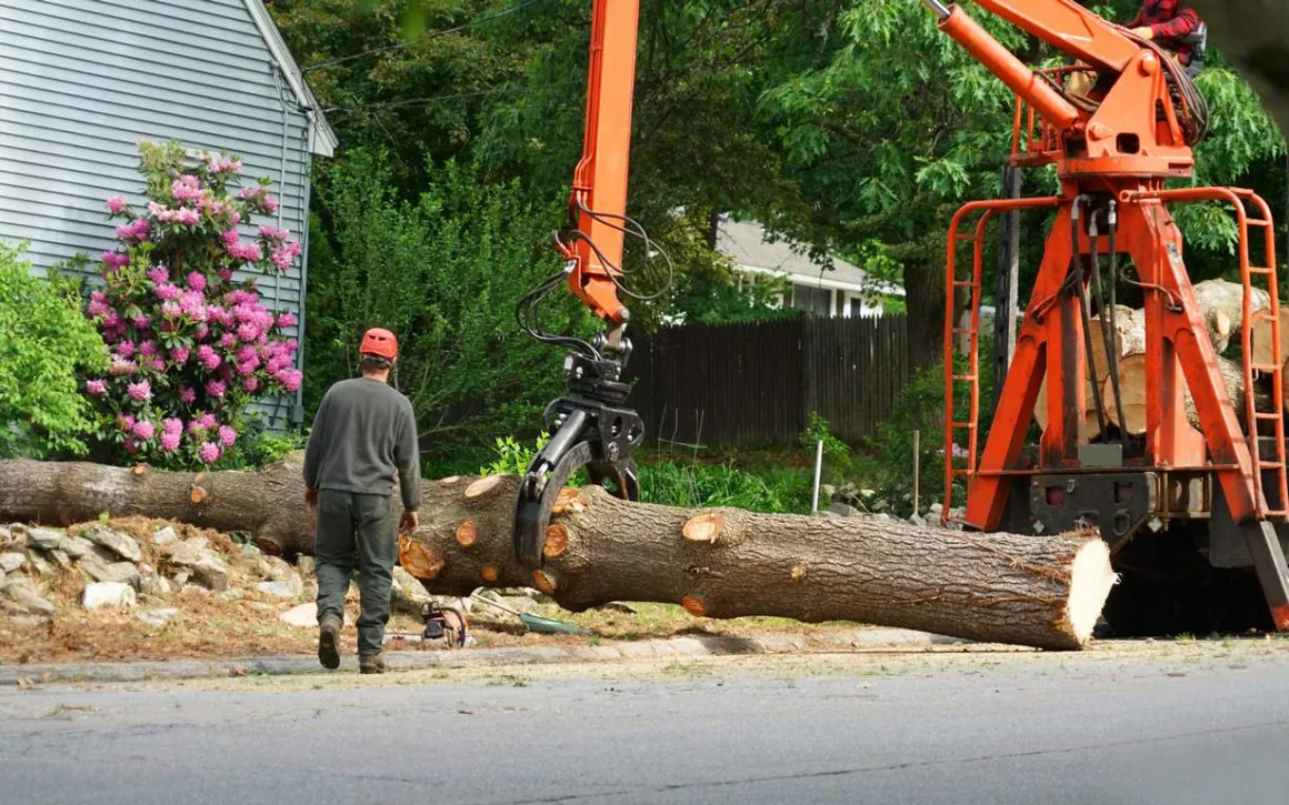 featured image - 5 Things Homeowners Should Know About the Tree Removal Process