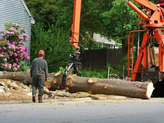 featured image - 5 Things Homeowners Should Know About the Tree Removal Process