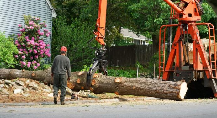 5 Things Homeowners Should Know About the Tree Removal Process