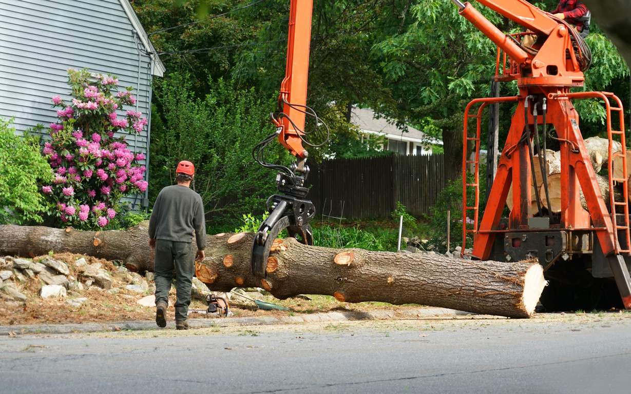 image - 5 Things Homeowners Should Know About the Tree Removal Process 