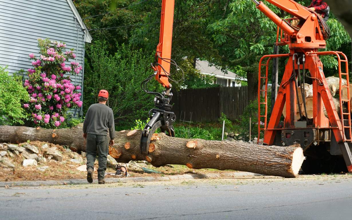 5 Things Homeowners Should Know About the Tree Removal Process image - 5 Things Homeowners Should Know About the Tree Removal Process