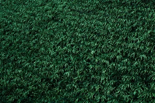 featured image - 6 Benefits of The Artificial Turf for Your Home Budget