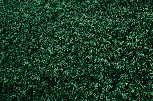 image - 6 Benefits of The Artificial Turf for Your Home Budget