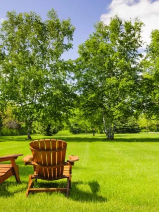 featured image - How to Care for Your Trees for a Well-Maintained Backyard