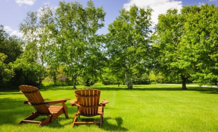 featured image - How to Care for Your Trees for a Well-Maintained Backyard