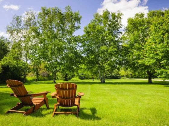 featured image - How to Care for Your Trees for a Well-Maintained Backyard