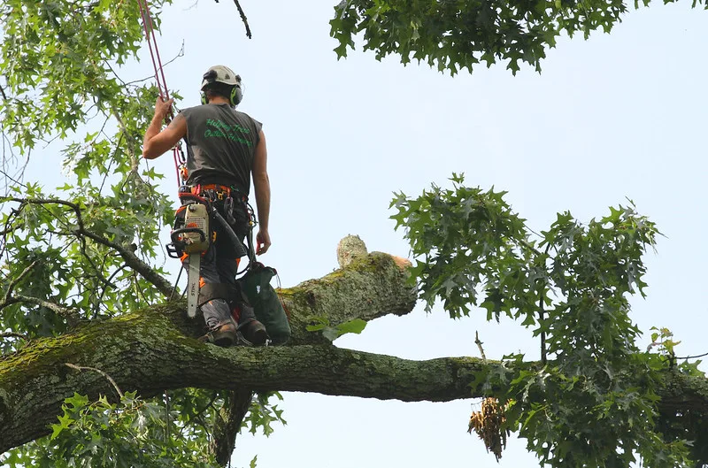 featured image - How To Start a Tree Service Business