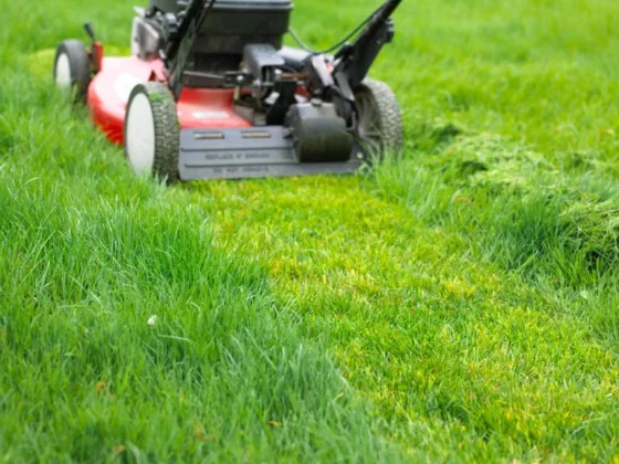 featured image - Is Mowing Your Lawn Good or Bad for the Environment
