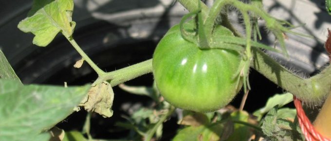 What Vegetables Grow Well in Containers?