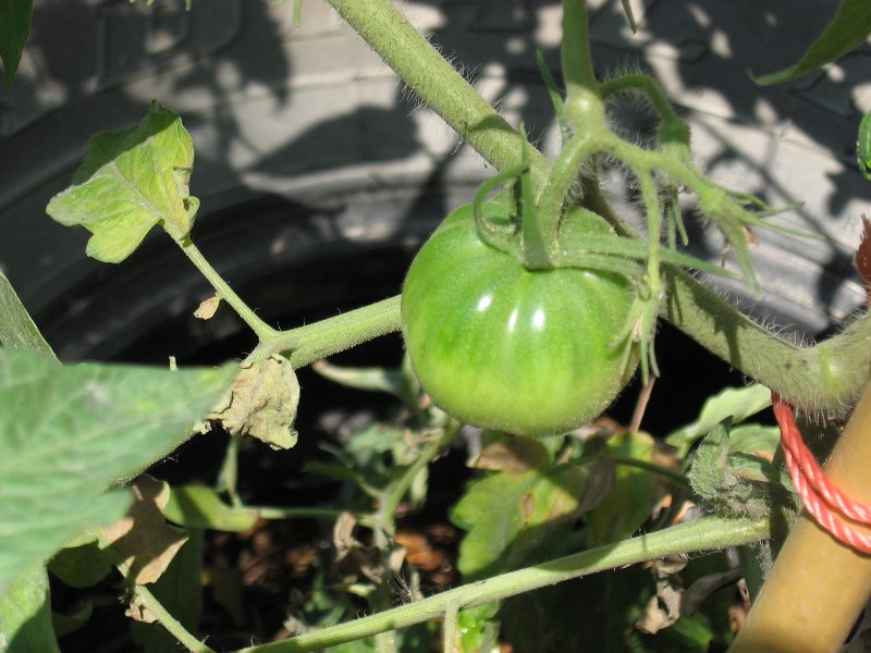 What Vegetables Grow Well in Containers image - What Vegetables Grow Well in Containers