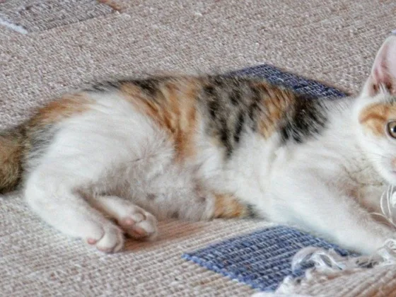 featured image - Why Professional Carpet Cleaning Is Important for Pet Owners