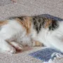 featured image - Why Professional Carpet Cleaning Is Important for Pet Owners