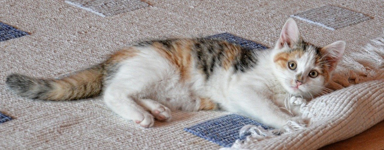 Why Professional Carpet Cleaning Is Important for Pet Owners image - Why Professional Carpet Cleaning Is Important for Pet Owners