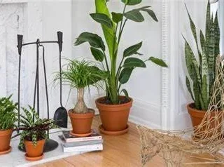 featured image - 3 Reasons You Should Use Plant Delivery Services