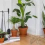 featured image - 3 Reasons You Should Use Plant Delivery Services