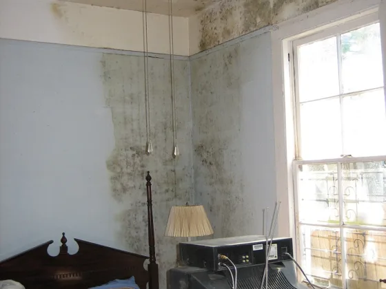 featured image - Is Mold Damage Covered by Insurance