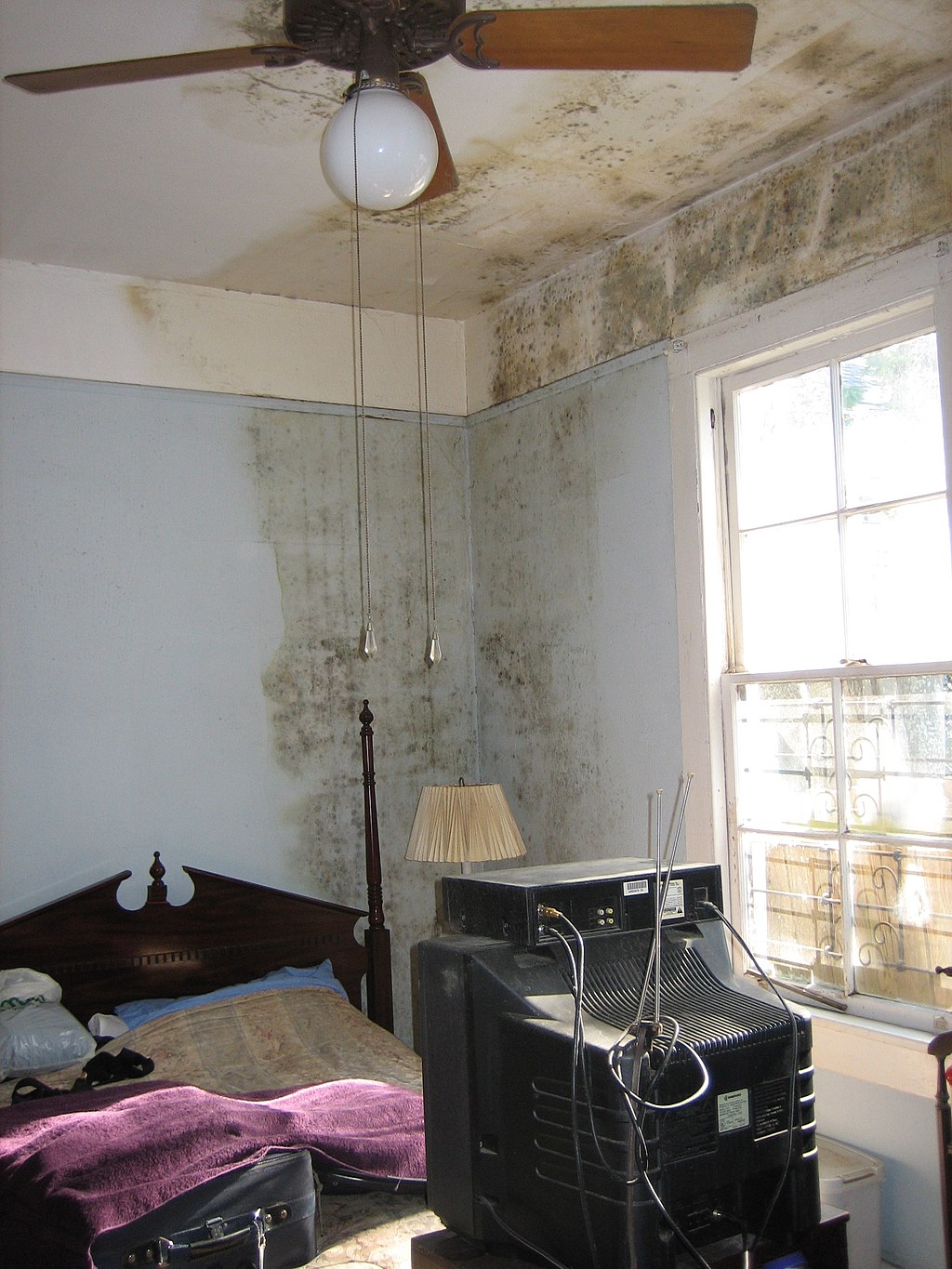 image - Is Mold Damage Covered by Insurance
