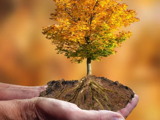 featured image - Preserve Your Trees During Drought, Five Easy Steps to Do So