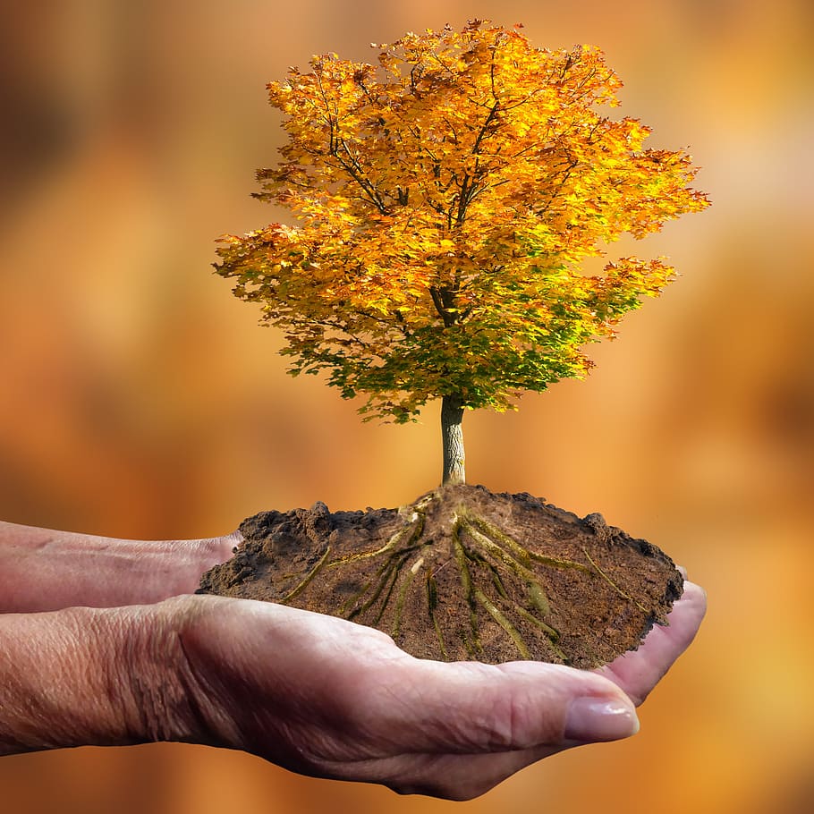 Preserve Your Trees During Drought, Five Easy Steps to Do So image - Preserve Your Trees During Drought, Five Easy Steps to Do So