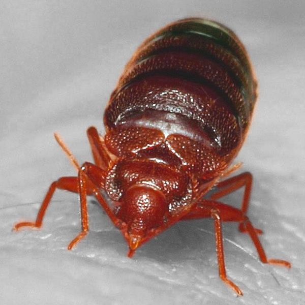 How Can I Avoid Bringing Bed Bugs into My Home? image - How Can I Avoid Bringing Bed Bugs into My Home?