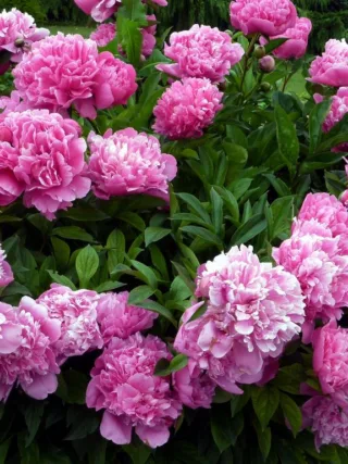 featured image - How to Pick Good Peonies Flowers