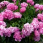 featured image - How to Pick Good Peonies Flowers