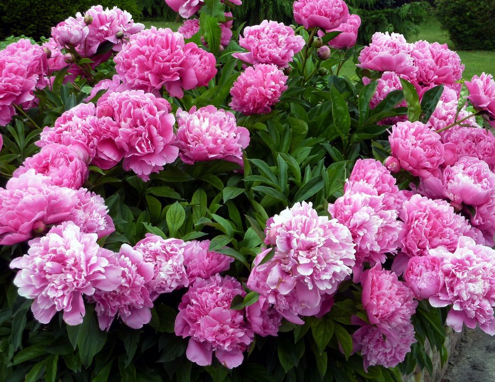 How to Pick Good Peonies Flowers image - How to Pick Good Peonies Flowers