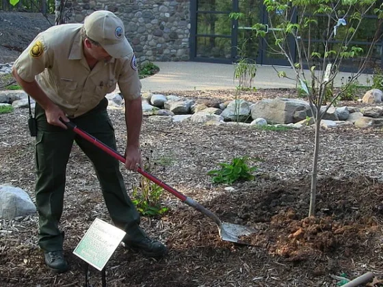 featured image - Why Replanting is Important After Tree Removal