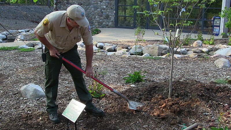 image - Why Replanting is Important After Tree Removal