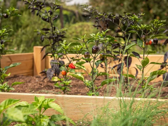featured image - Raised Bed Gardening
