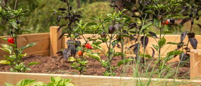 Raised Bed Gardening