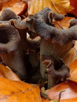 featured image - The Most Popular Edible Mushrooms Information And Recipe Suggestions