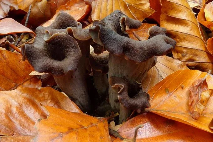 featured image - The Most Popular Edible Mushrooms Information And Recipe Suggestions